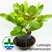 Ludwigia sphaerocarpa